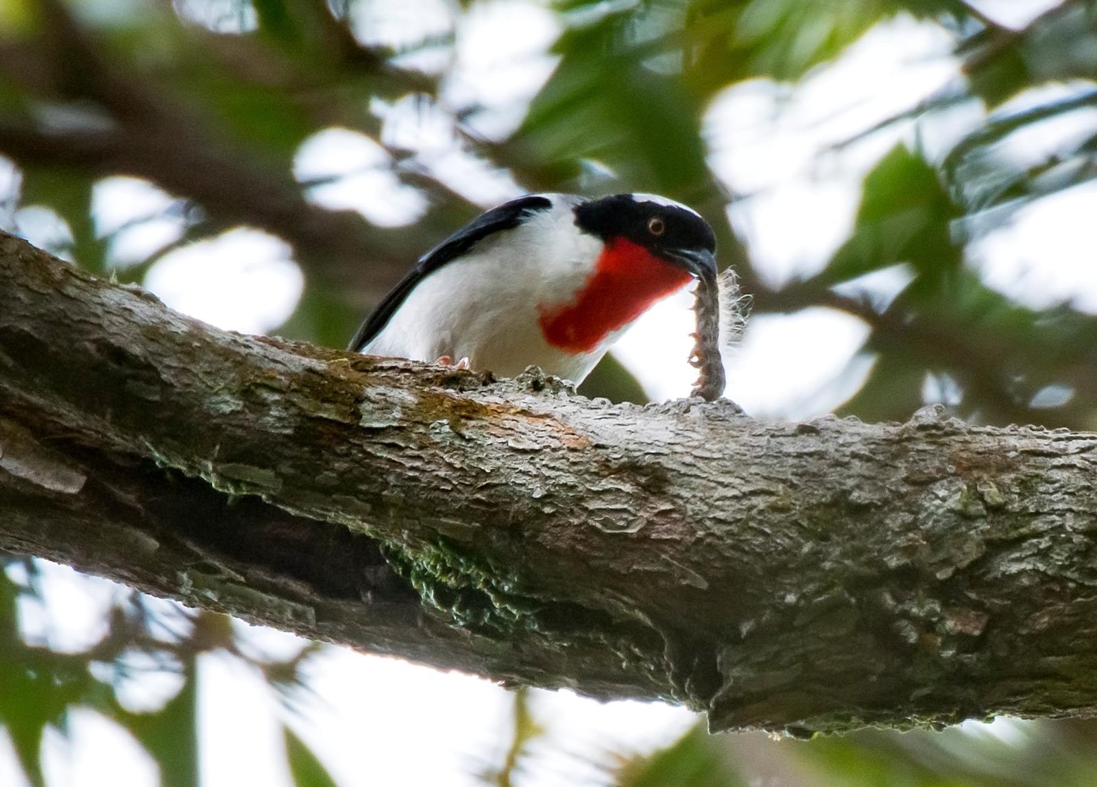 Documentário sobre biodiversidade nas montanhas do ES chega ao YouTube