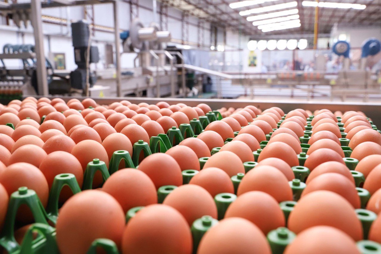 Brasil produz 3,6 milhões de toneladas de ovos por ano, segundo a Associação Brasileira de Proteína Animal