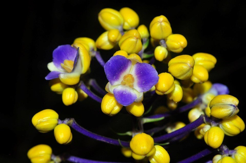 Variação inédita de planta ornamental é descoberta no Espírito Santo