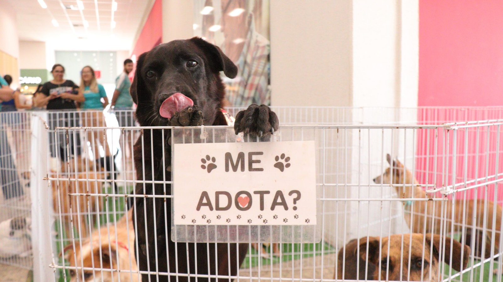 Cães resgatados estarão em feira de adoção em Cariacica