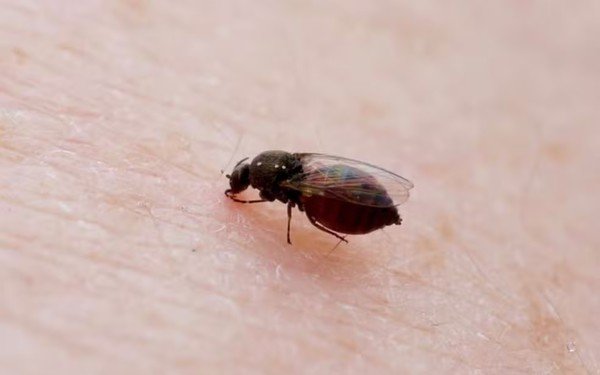 Mosquito transmissor da Febre do Oropouche pode ter se adaptado e ‘andado’ pelo país, diz estudo